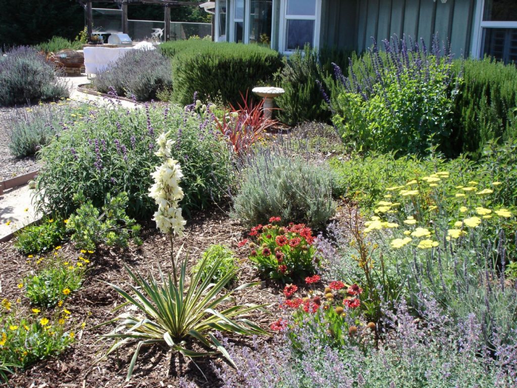 Amazing Drought Tolerant Landscape Design — Randolph Indoor and Outdoor ...