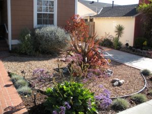 Beautiful Drought Resistant Landscape