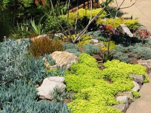 Diy Low Water Landscaping