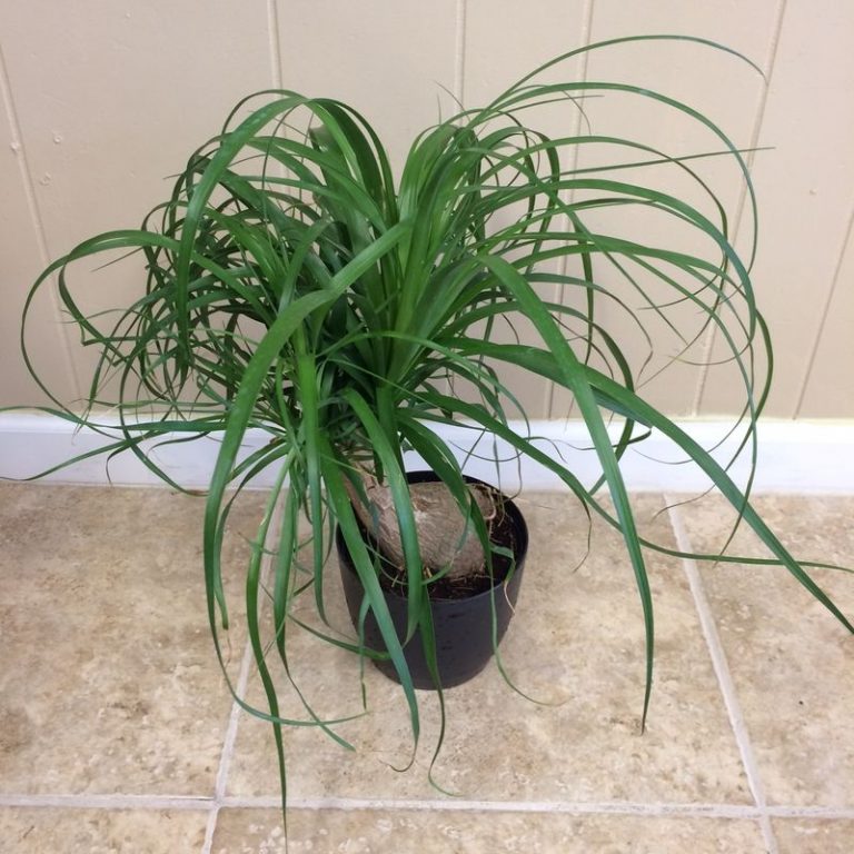 Good Ponytail Palm Care &mdash; Randolph Indoor and Outdoor Design