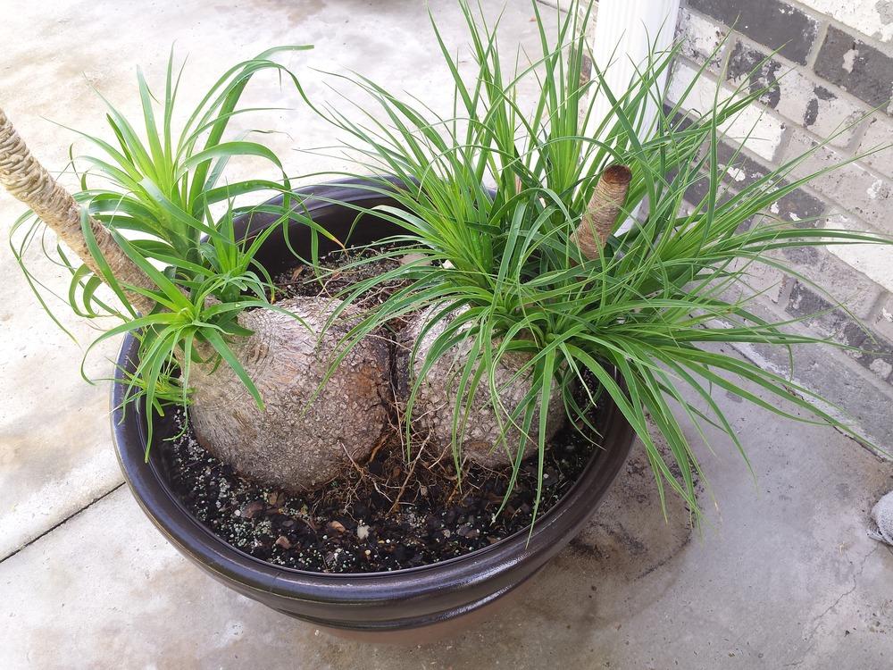 Ideas Ponytail Palm Care