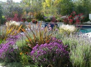 Modern Drought Tolerant Landscape Design