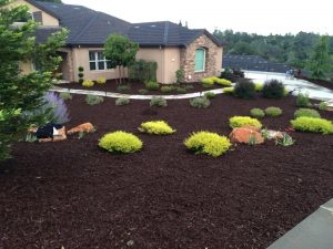 New Drought Tolerant Landscape Design