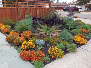 Perfect Drought Tolerant Landscape Design