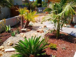 Desert Courtyard Landscaping Ideas