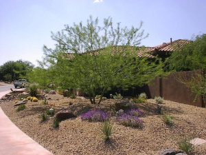 Desert Landscaping Ideas On A Budget