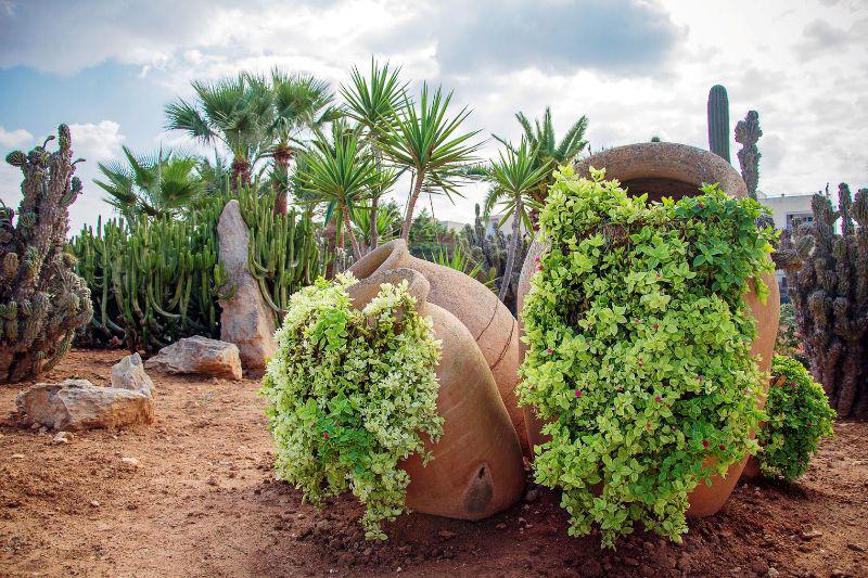 Desert Landscaping Ideas Tips & Guide — Randolph Indoor and Outdoor Design
