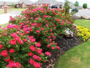 Flower Bed Ideas Along Driveway