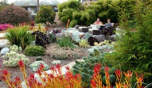 Drought Resistant Front Yard