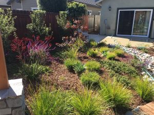 Drought Resistant Landscape Plants