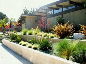 Drought Tolerant Front Yard Landscape Design