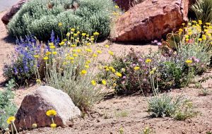 Drought Tolerant Landscape Design Pictures