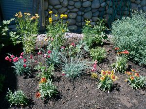 Drought Tolerant Landscape Design Plans
