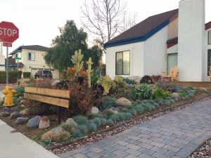 Drought Tolerant Landscape Ideas Front Yard