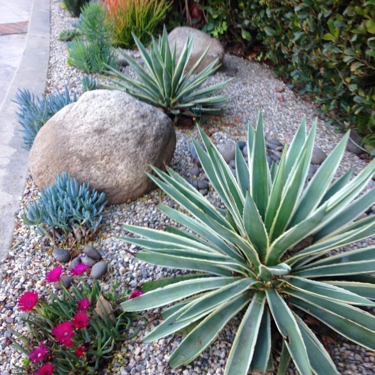 How To Design Your Own Drought Tolerant Landscape — Randolph Indoor and ...