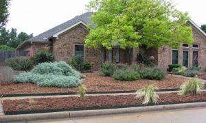 Landscaping Ideas For Drought Tolerant Plants