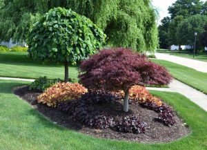 Deer Resistant Dwarf Trees For Landscaping