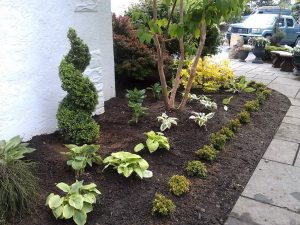Dwarf Birch Trees For Landscaping