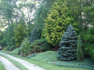 Dwarf Fir Trees For Landscaping