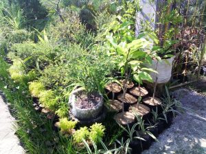 Dwarf Fruit Year Around Green Trees For Landscaping