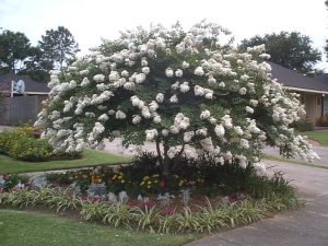 Dwarf Japanese Trees For Landscaping