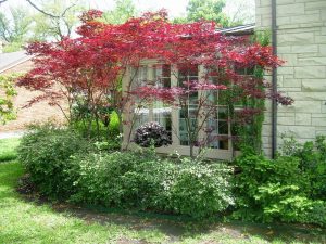 Dwarf Ornamental Trees For Landscaping