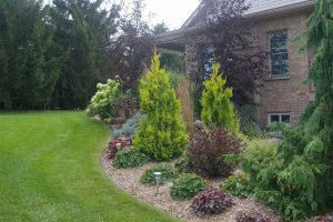 Dwarf Pine Trees For Landscaping