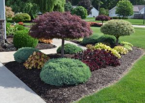 Dwarf Purple Trees For Arizona Landscaping