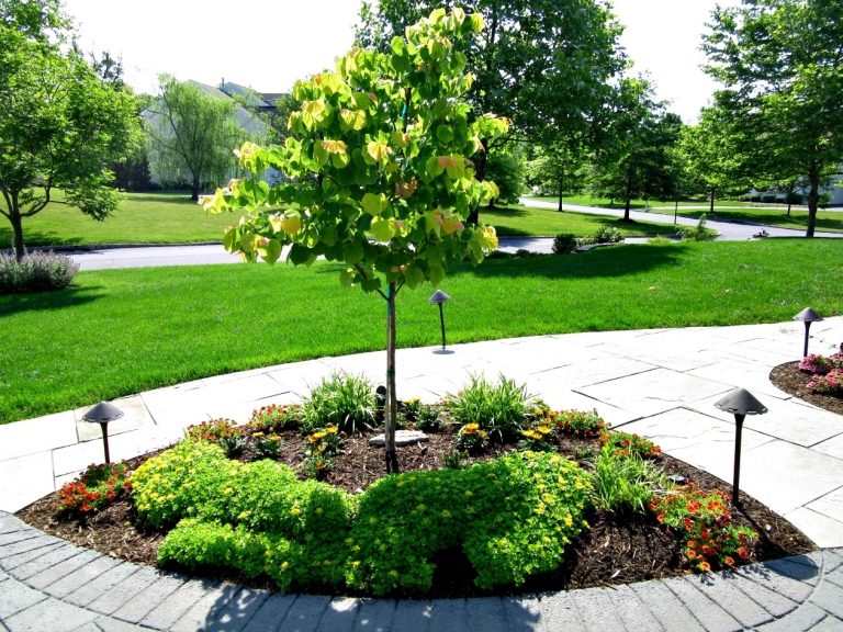 Ornamental Dwarf Trees For Landscaping — Randolph Indoor and Outdoor Design