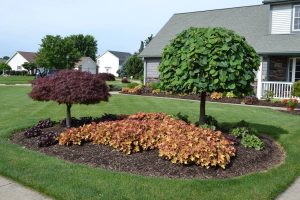 Ornamental Dwarf Trees For Landscaping
