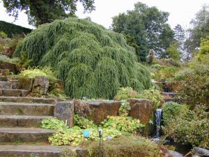 Pacific Northwest Dwarf Trees For Landscaping