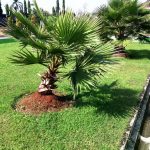 Pictures Of Dwarf Trees For Landscaping