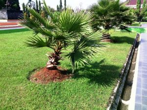 Pictures Of Dwarf Trees For Landscaping