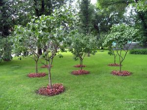 Red Guava Dwarf Trees For Landscaping