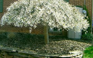 Small Dwarf Trees For Landscaping