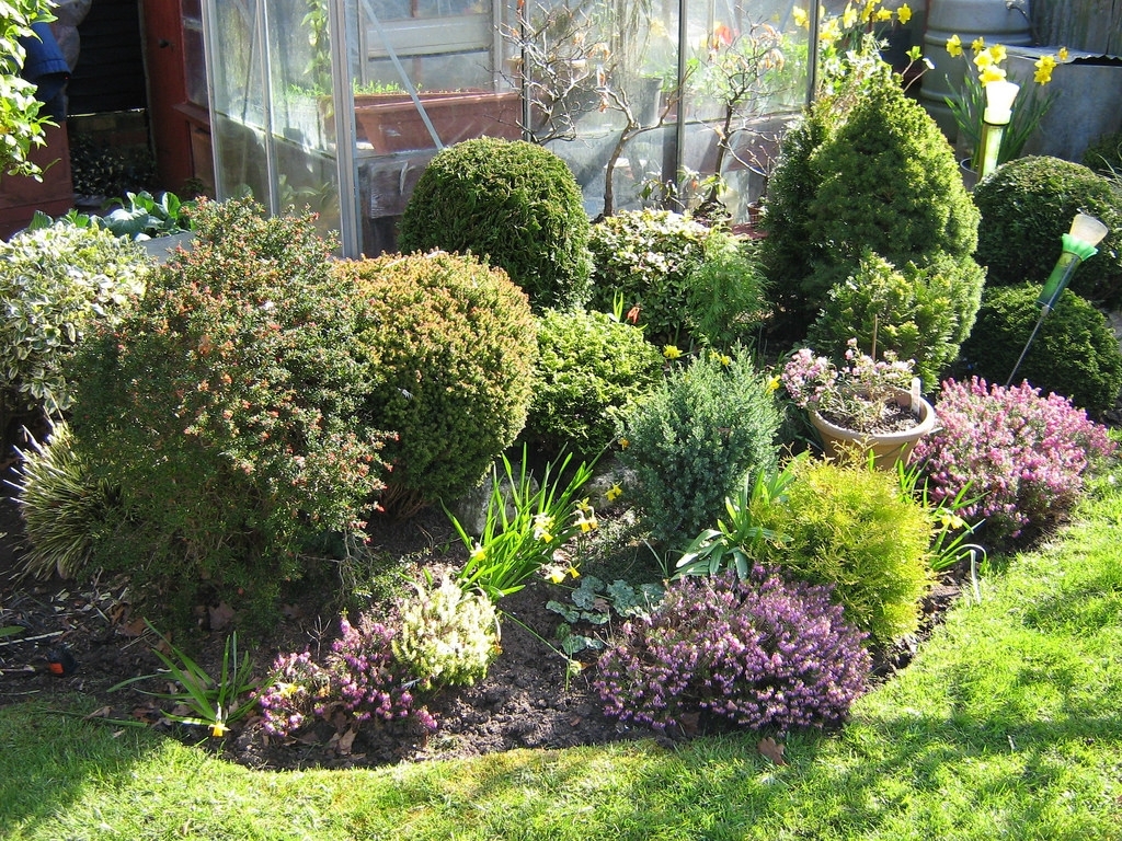 Dwarf Purple Trees For Arizona Landscaping — Randolph Indoor and