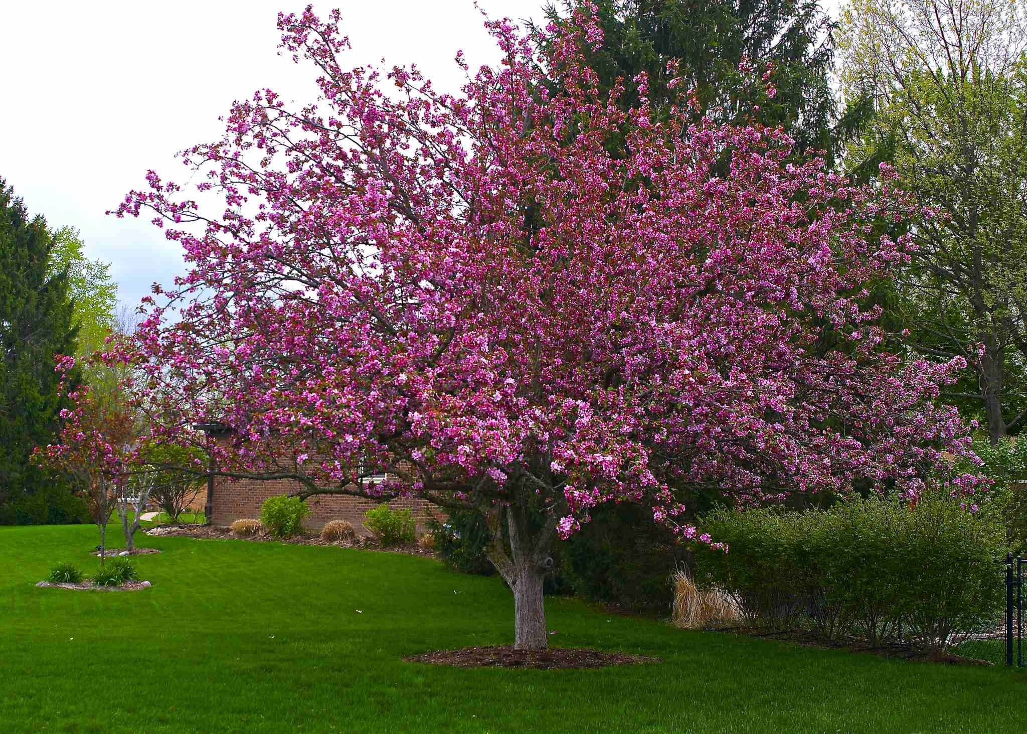 Types Of Dwarf Trees For Landscaping
