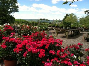 Build Curbside Landscape Ideas