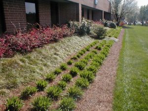 Curbside Landscape Plants