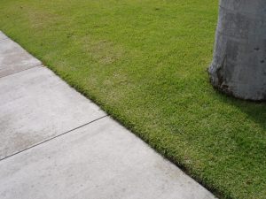 Inspired Curbside Landscape Ideas