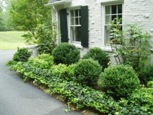 Landscaping Boxwood Shrubs