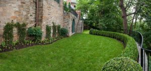 Landscaping Ideas Boxwood