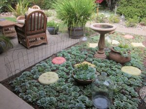 Landscaping With Cactus And Succulents