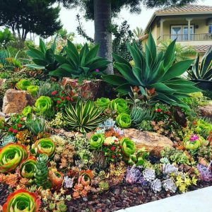 Landscaping With Succulents And Palms